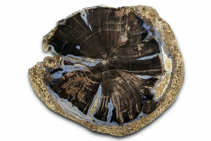 Petrified Wood (Schinoxylon) Round - Blue Forest, Wyoming #377515